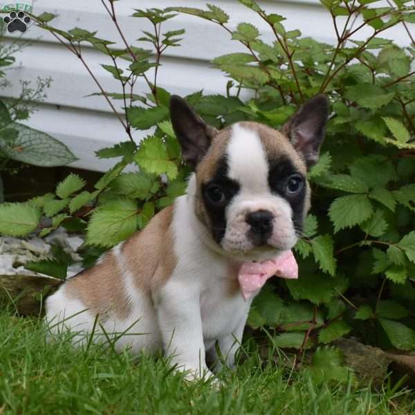 LadyBug, French Bulldog Mix Puppy